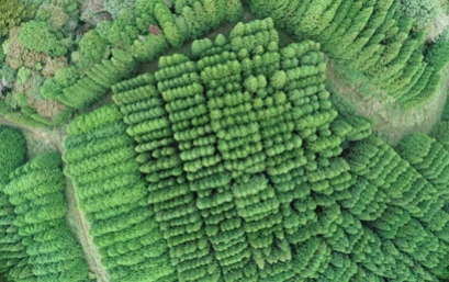 針葉樹林のオルソ画像