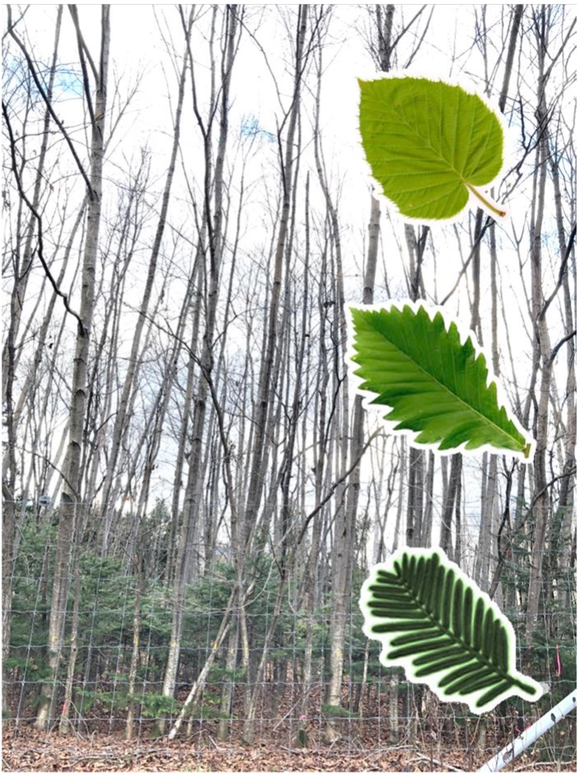 落葉した植栽地と葉の写真