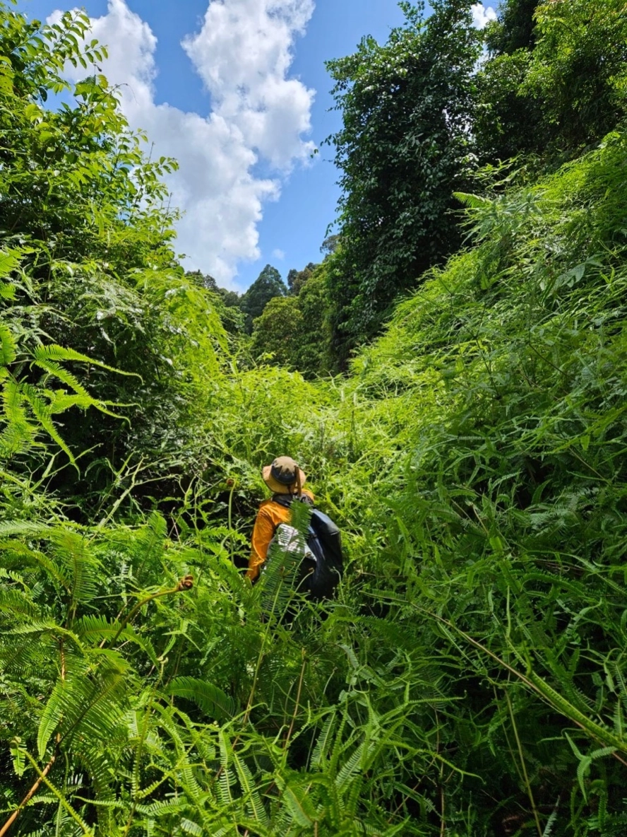 シダに覆われた熱帯林の写真