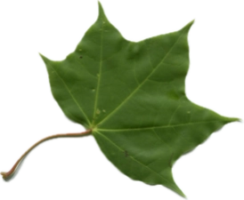 イタヤカエデのスキャン画像