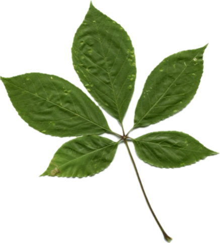 コシアブラのスキャン画像