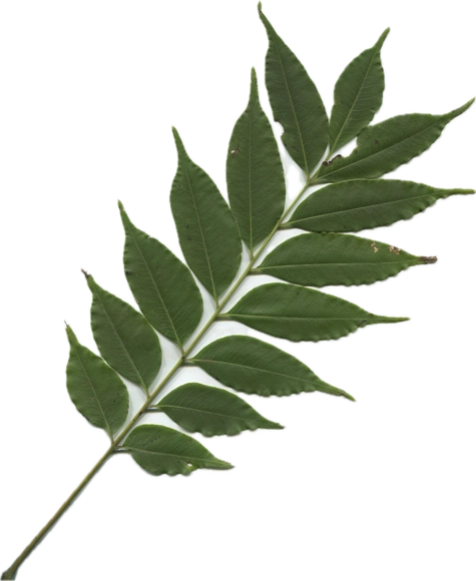 ムクロジのスキャン画像