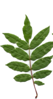 ナナカマドのスキャン画像