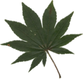 オオモミジのスキャン画像