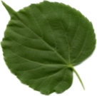 シナノキのスキャン画像